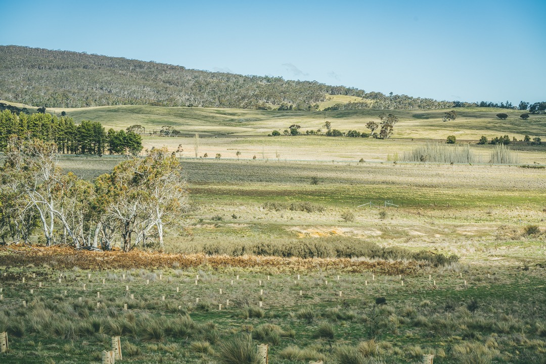 Lake George Tree Planting with Landcare Australia
